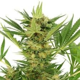 AK 47 fem.