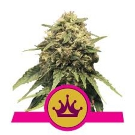 Special Queen #1 fem.