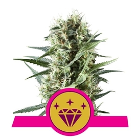 fem Special Kush#1 fem.